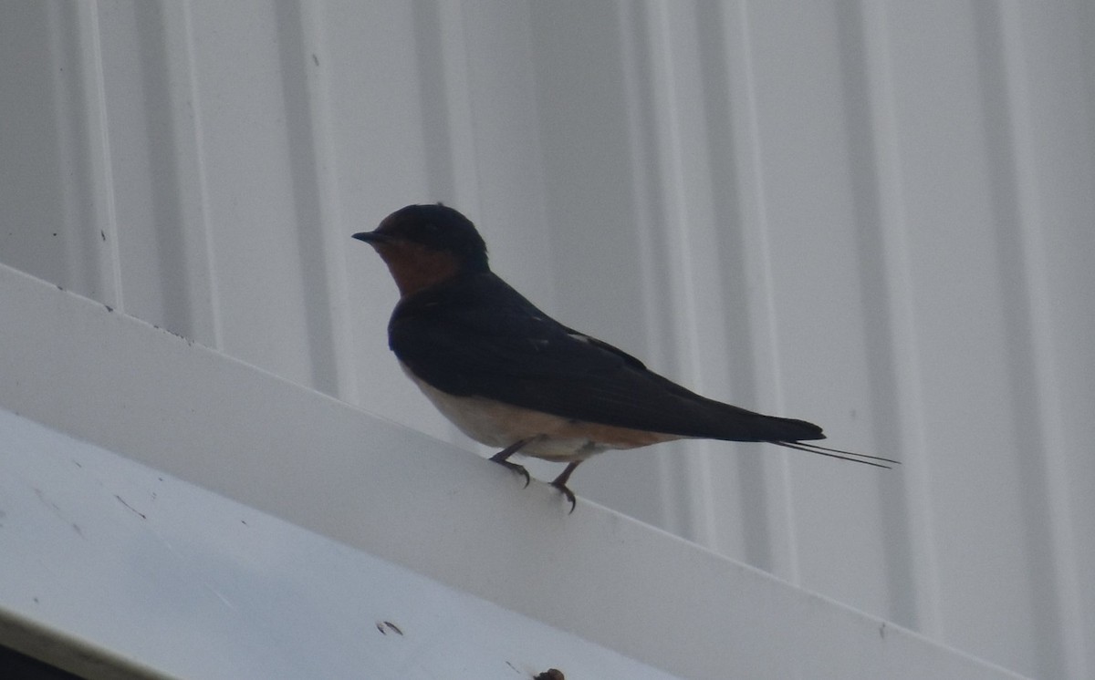 Barn Swallow (American) - ML224433051