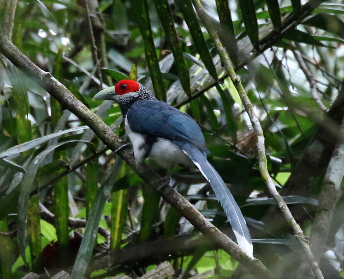 Red-faced Malkoha - ML224433221