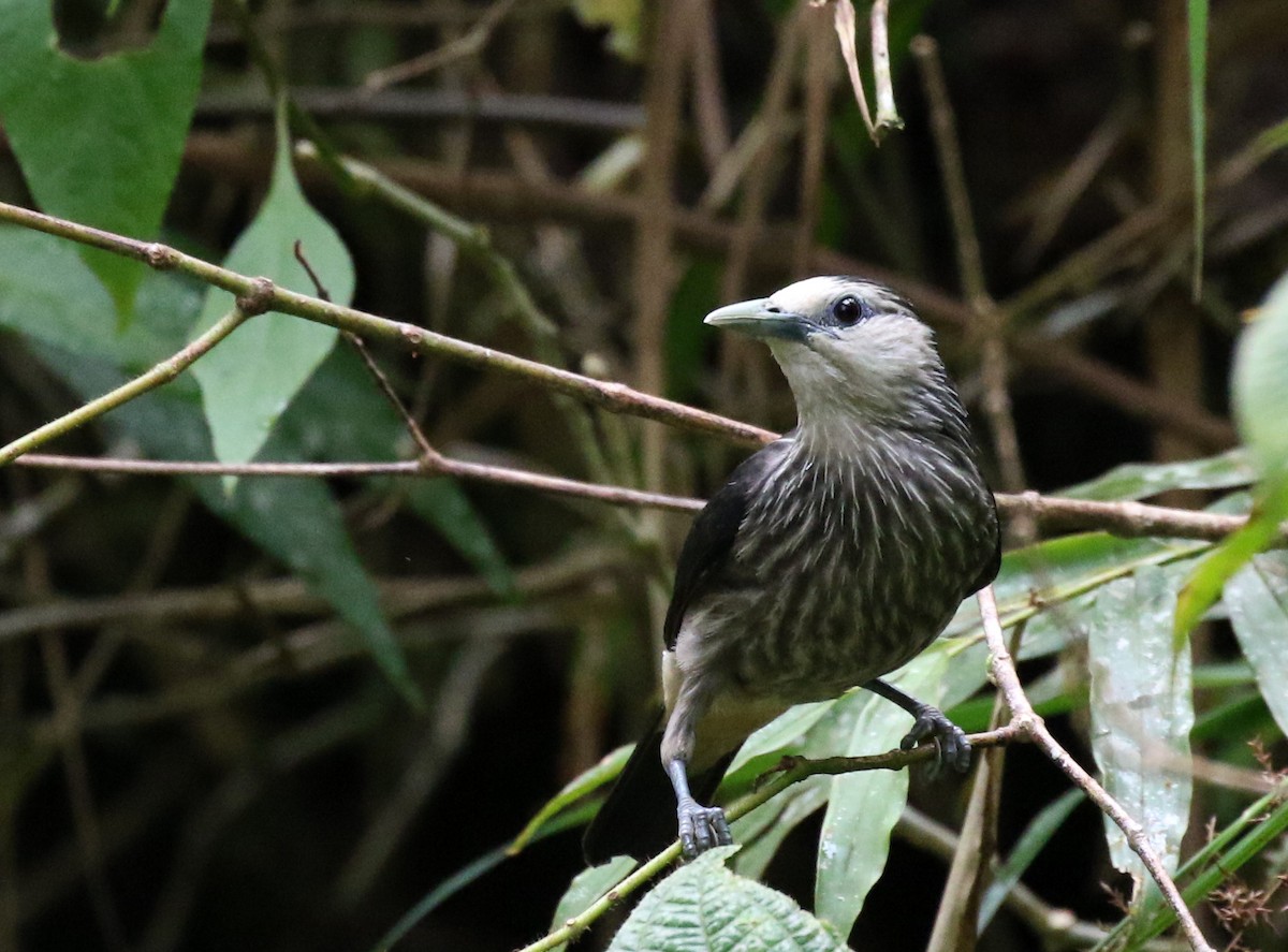 White-faced Starling - ML224434171