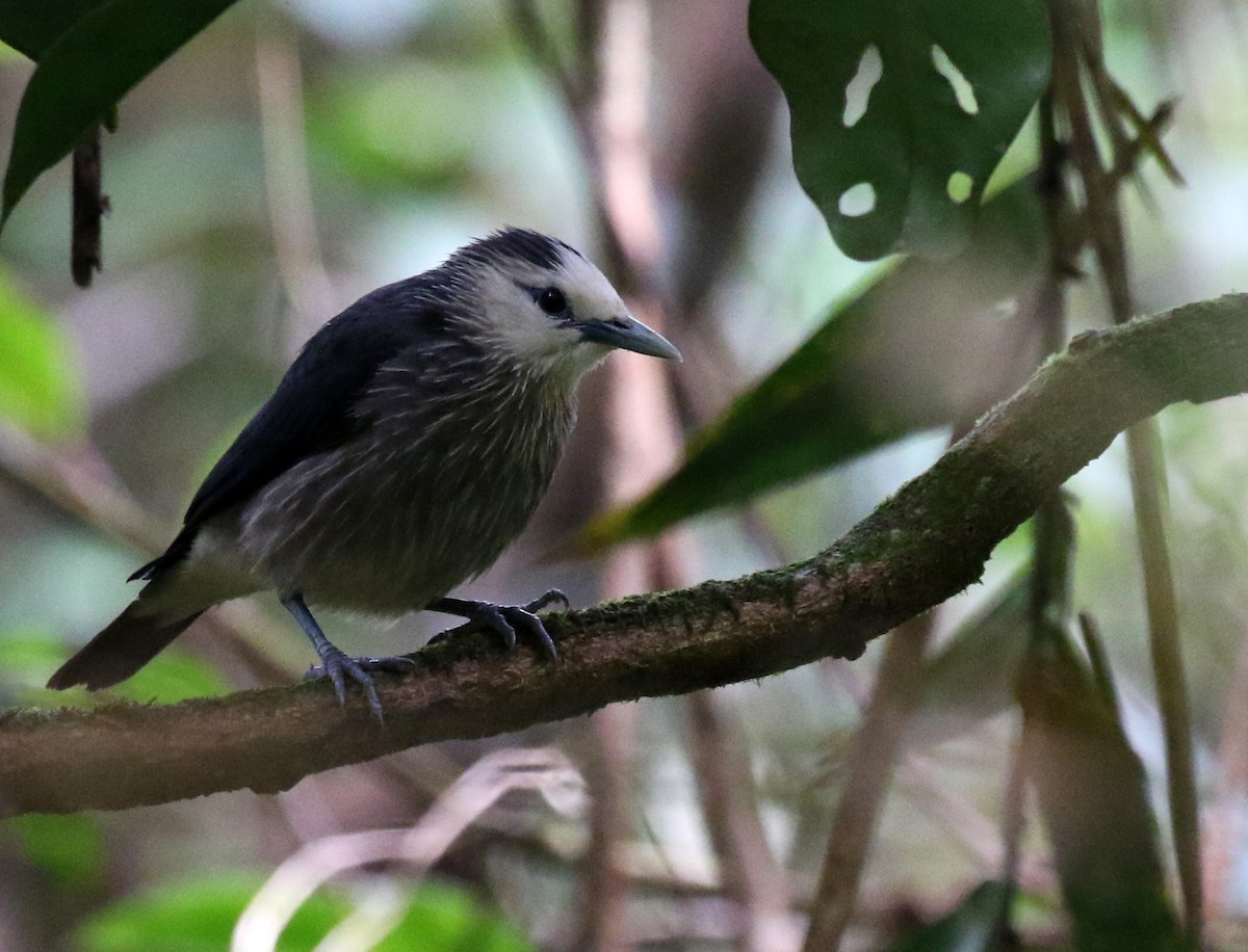 White-faced Starling - ML224434241