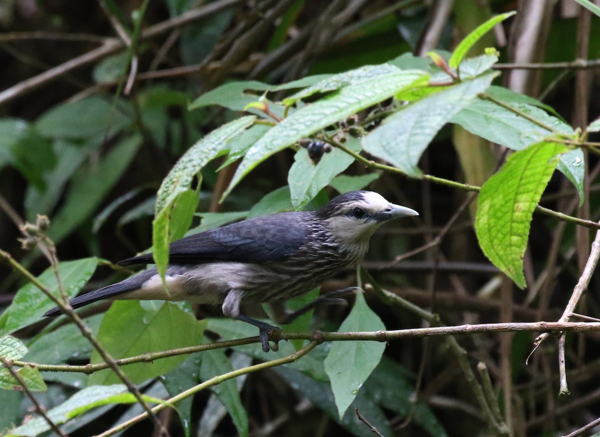 White-faced Starling - ML224434251