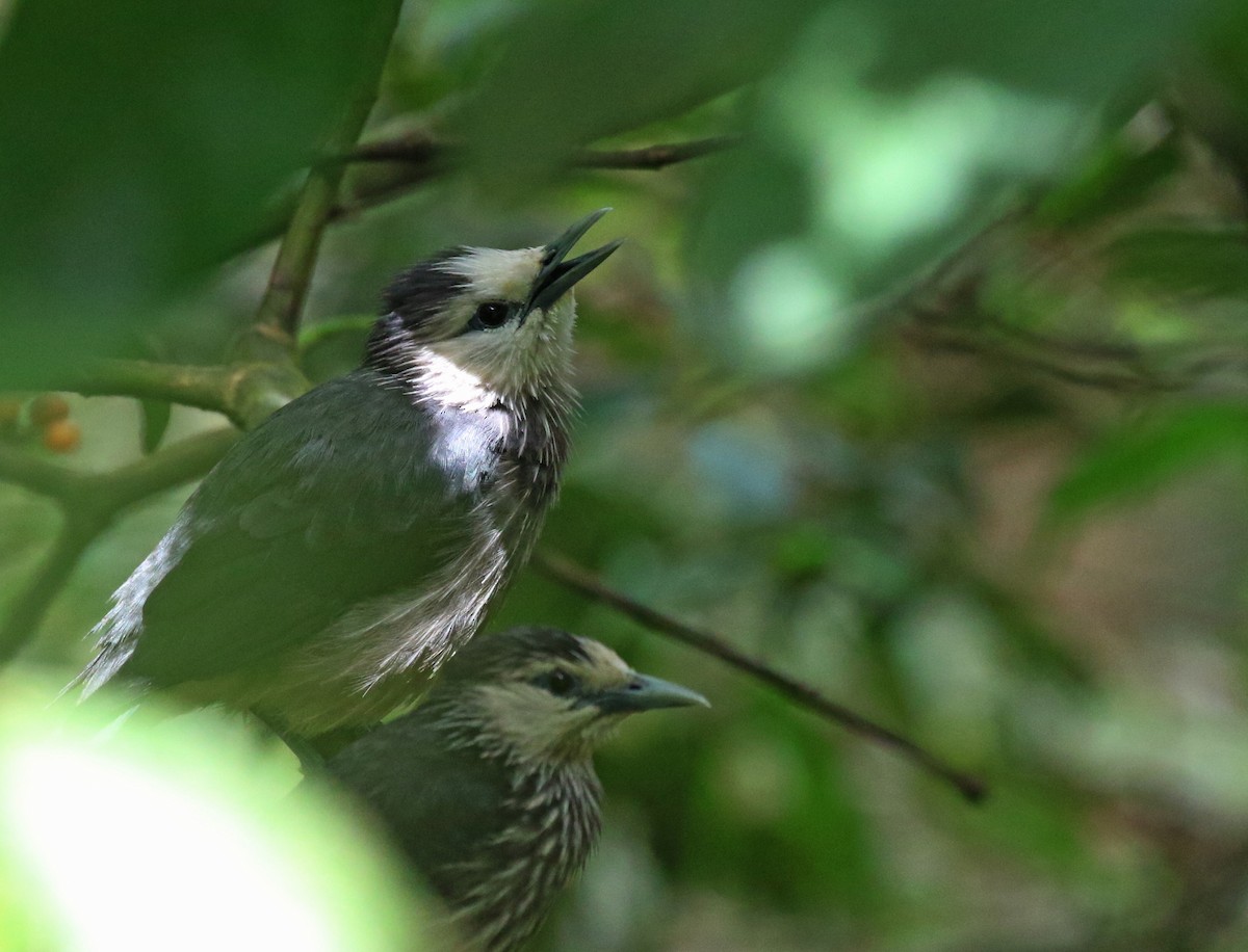 White-faced Starling - ML224434271