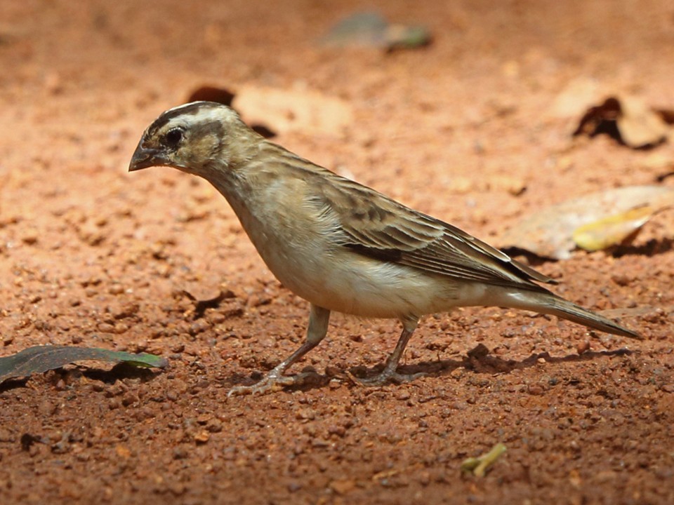 Broad-tailed Paradise-Whydah - Nigel Voaden