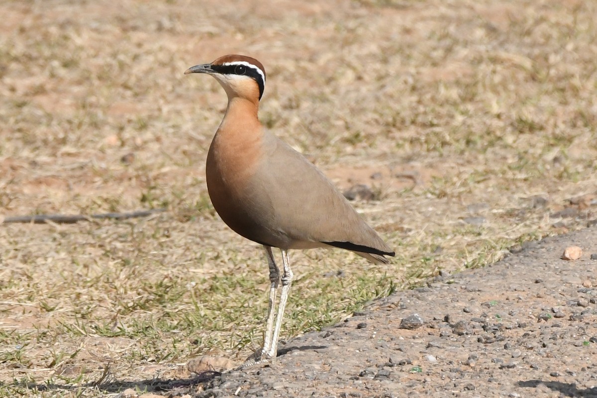 Indian Courser - Cathryn Dippo