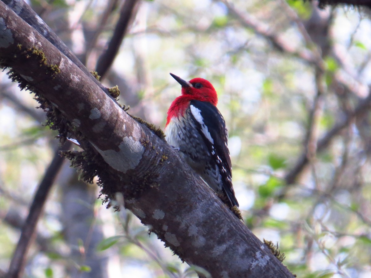 Red-breasted Sapsucker - ML224437001