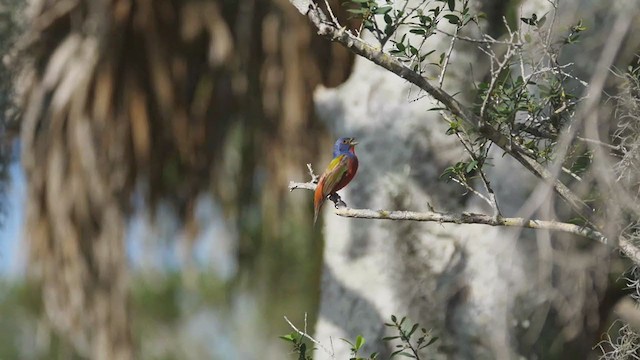 Painted Bunting - ML224438251