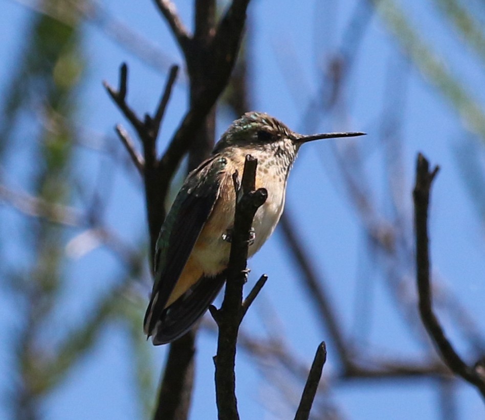 Calliope Hummingbird - ML224445081