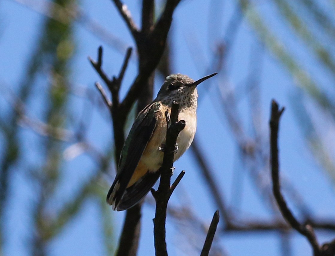 Calliope Hummingbird - Tom Benson