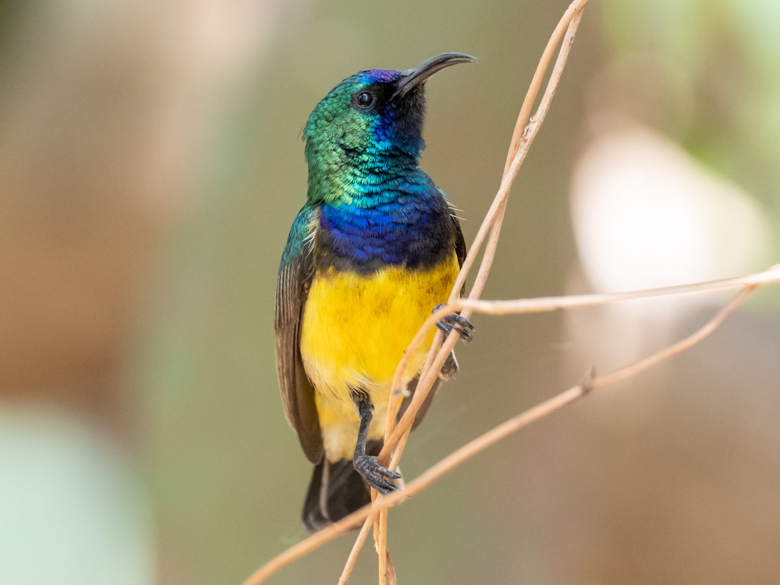Variable Sunbird - Forest Jarvis