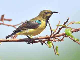 雄未成鳥 (Yellow-bellied) - Theresa Bucher - ML224447041