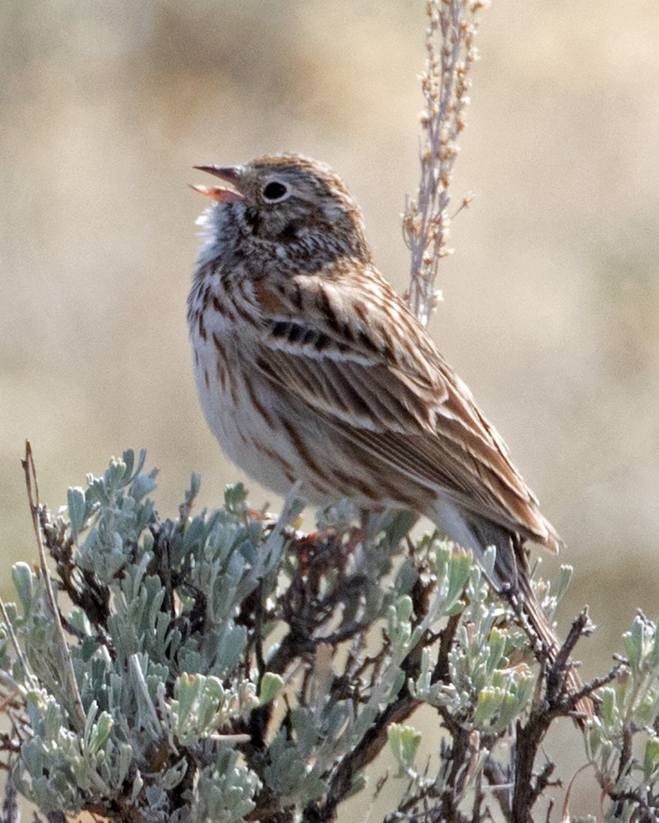 Vesper Sparrow - Don Marsh
