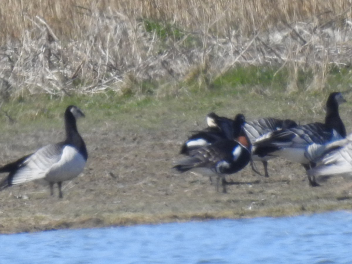 Red-breasted Goose - Per Berthing