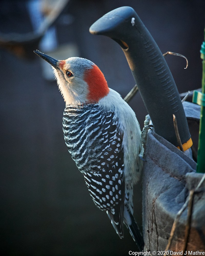 Red-bellied Woodpecker - ML224455301