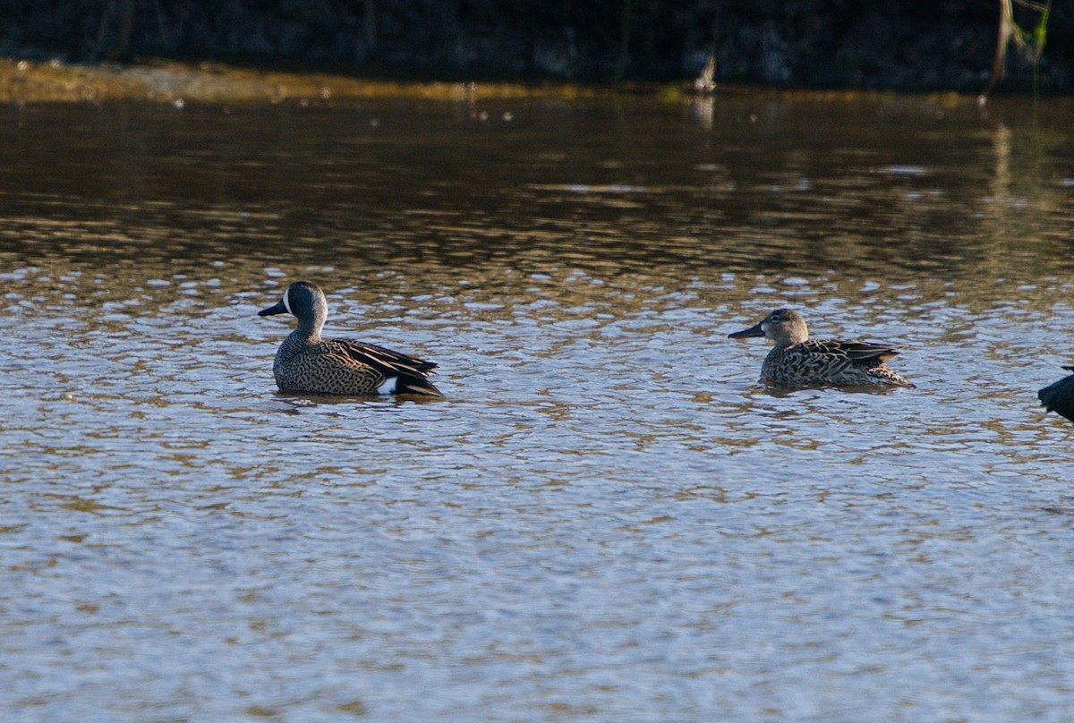 Blue-winged Teal - ML224457381
