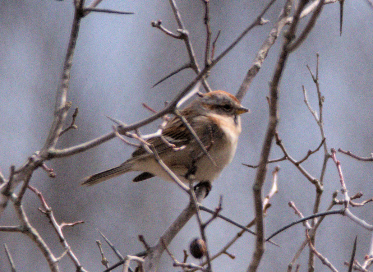 American Tree Sparrow - ML224459281