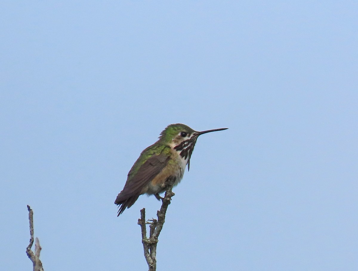 Calliope Hummingbird - ML224459911