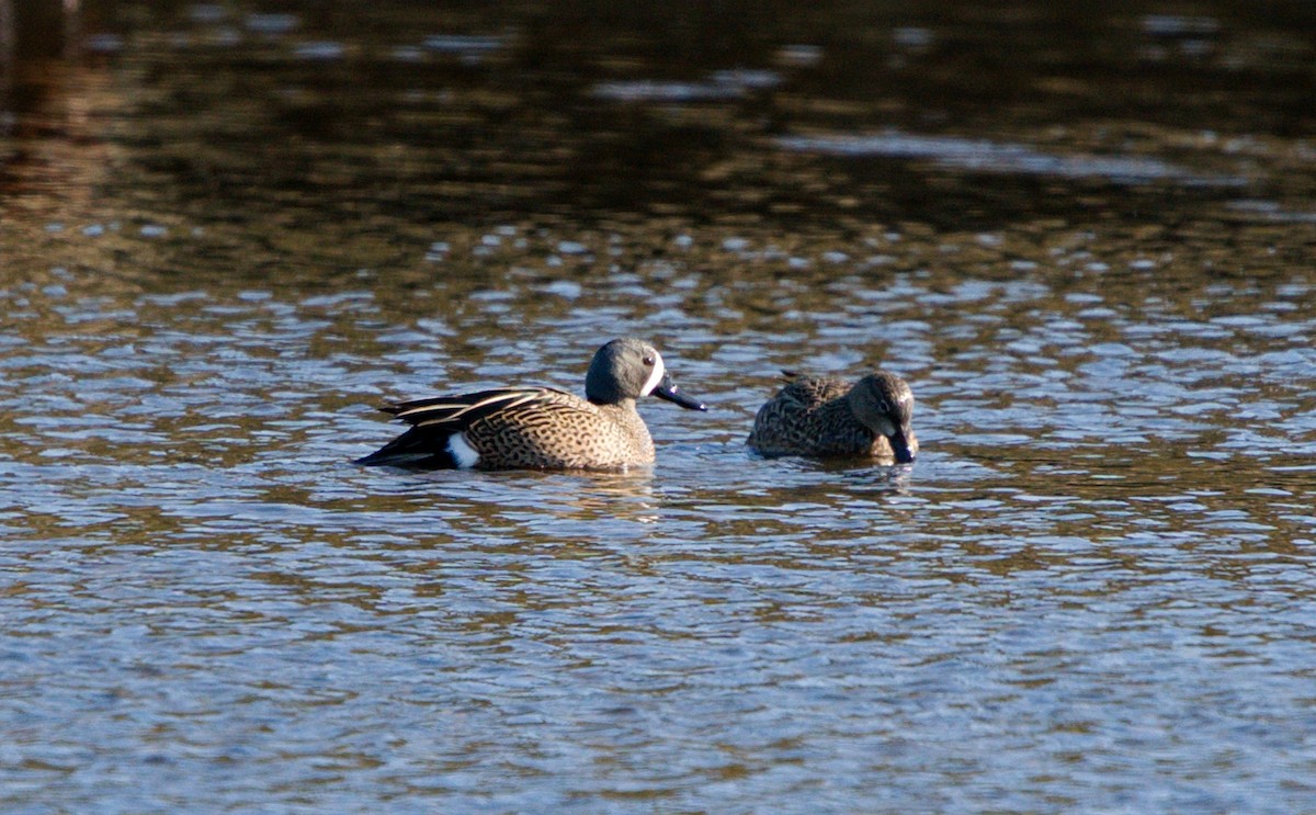 Blue-winged Teal - ML224462821