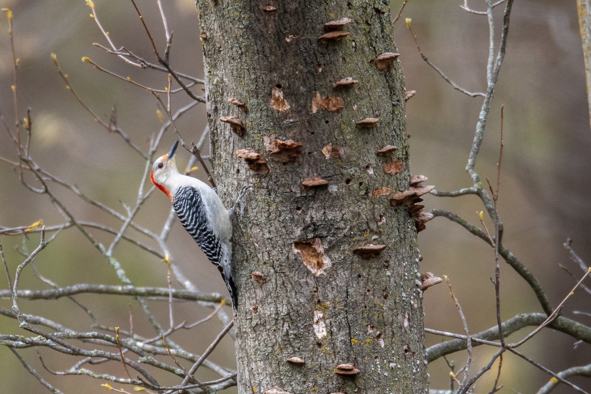 Red-bellied Woodpecker - Nic Allen