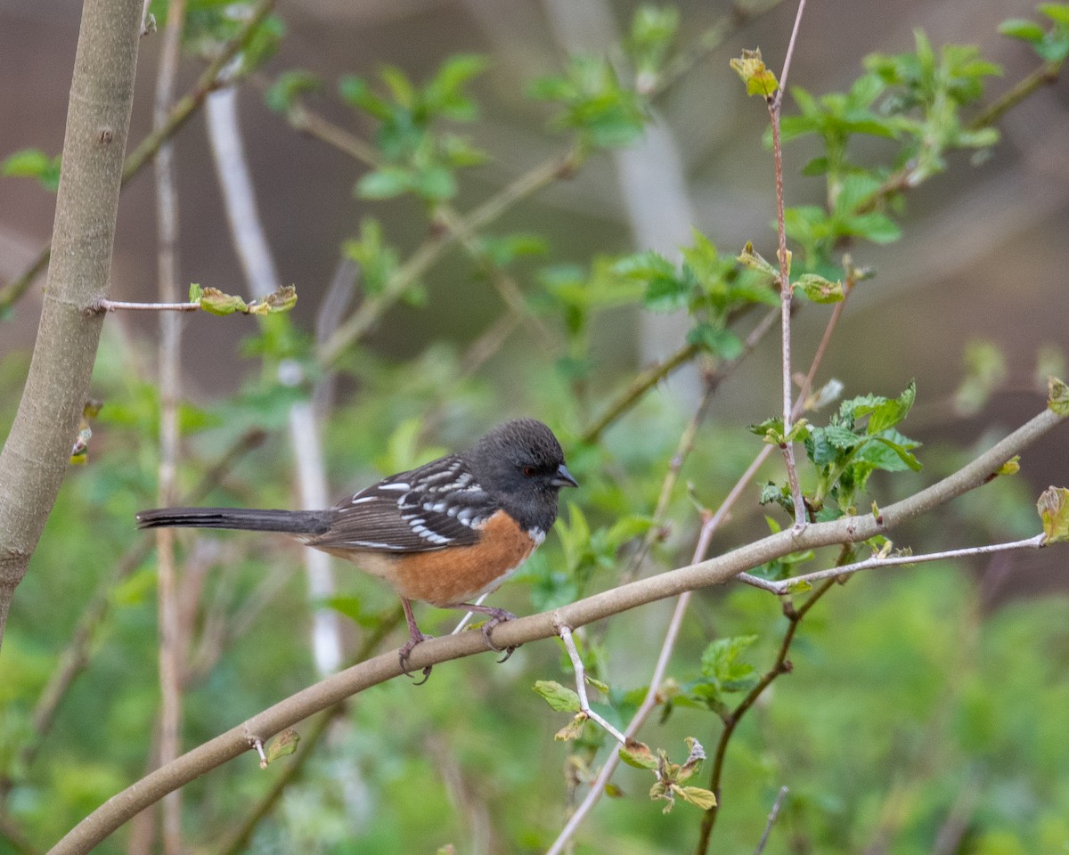 Spotted Towhee - Nic Allen