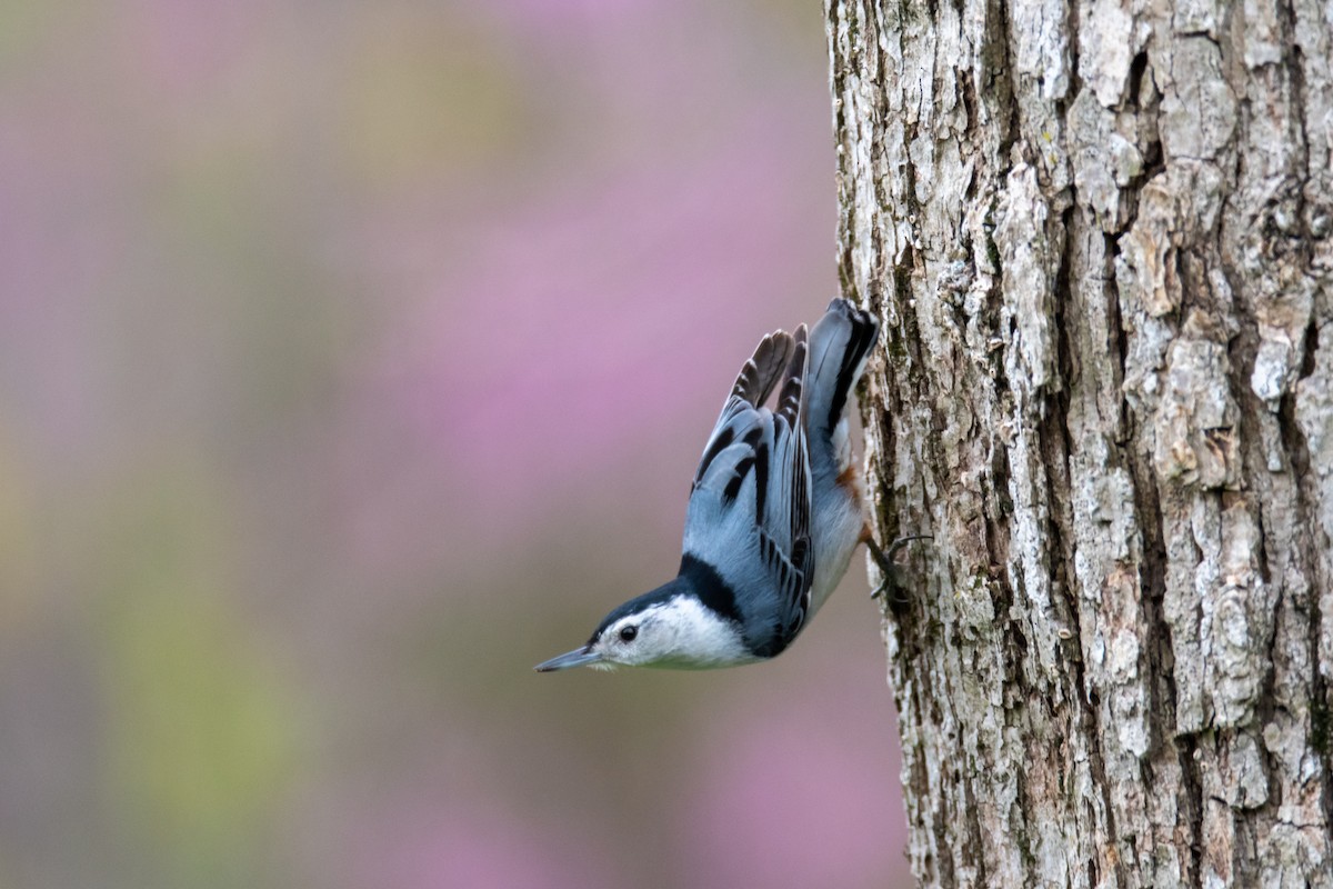 White-breasted Nuthatch - ML224464091