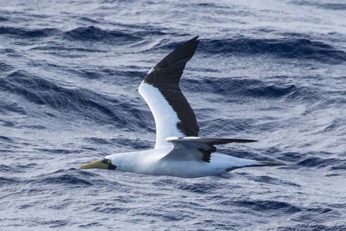 Masked Booby - ML224465121