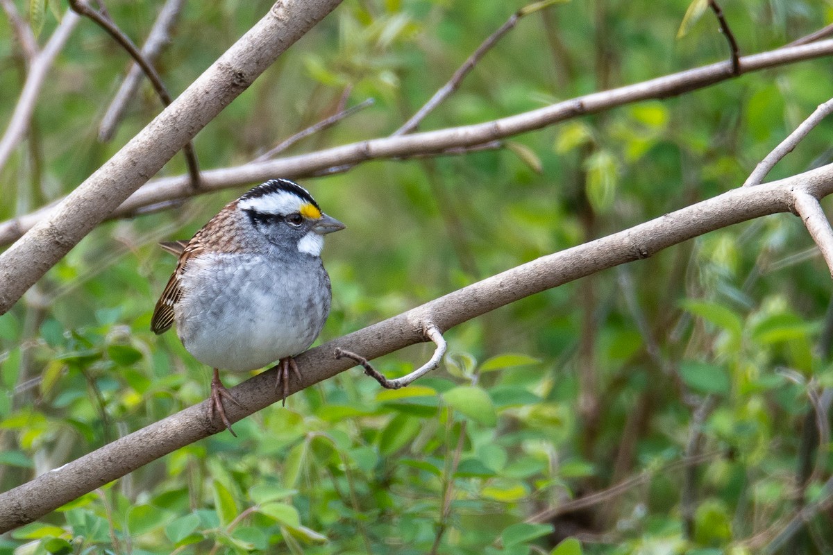 White-throated Sparrow - ML224466891