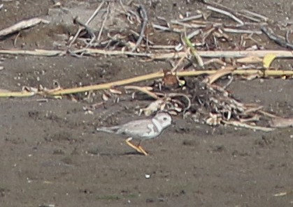 Piping Plover - ML224467641