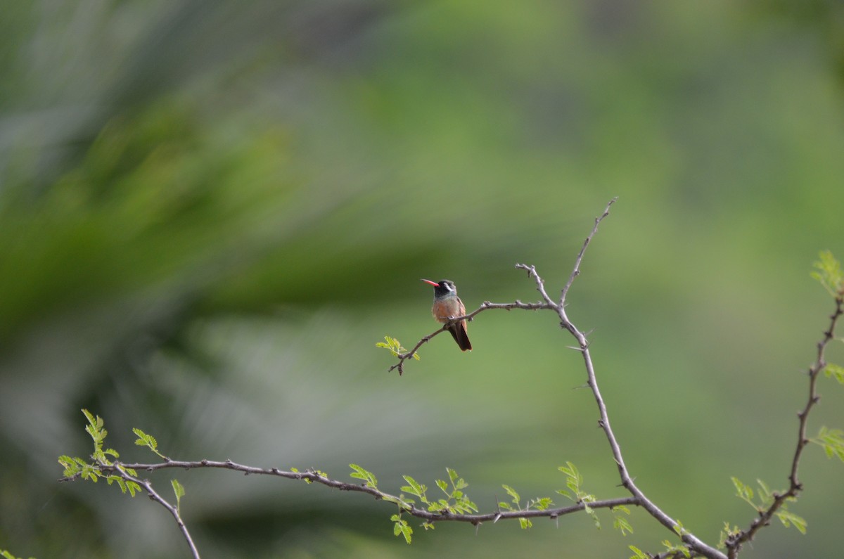 Xantus's Hummingbird - ML224467681