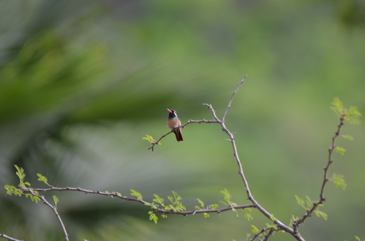 Xantus's Hummingbird - ML224467691