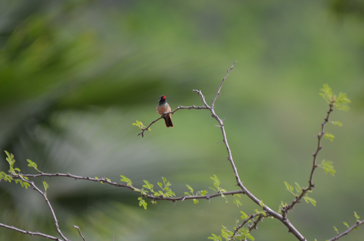 Xantus's Hummingbird - ML224467701