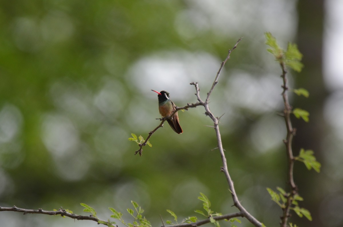 Xantus's Hummingbird - ML224467741
