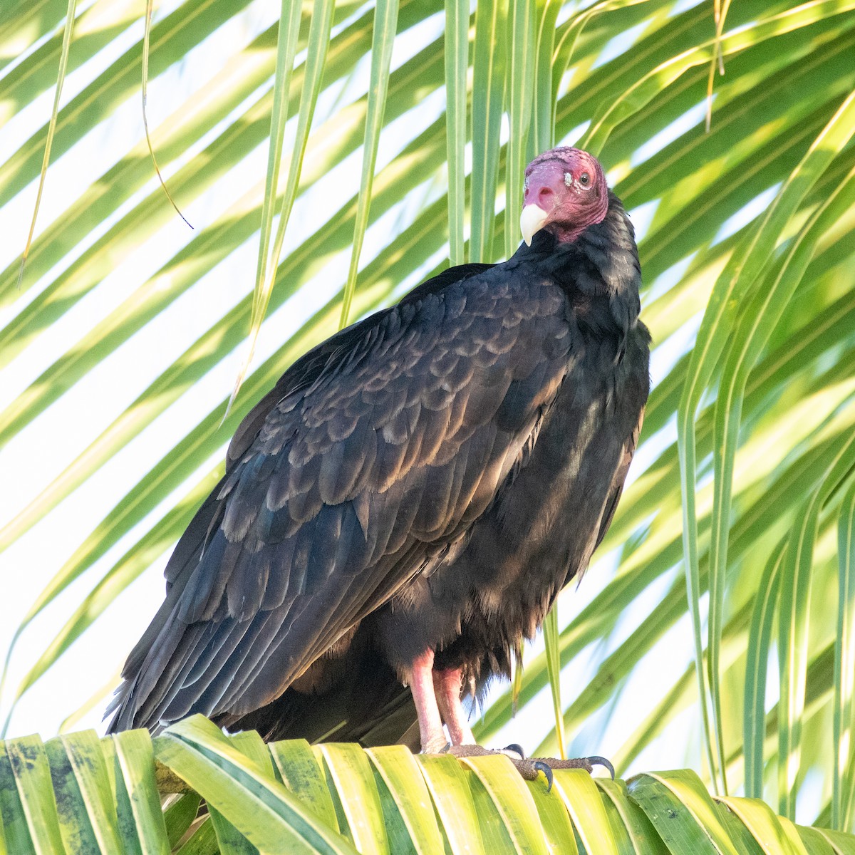 Turkey Vulture (Northern) - Steve McInnis