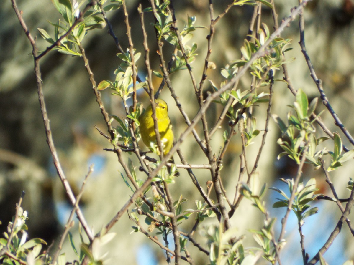 Orange-crowned Warbler - Joe Madden