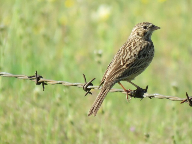 Vesper Sparrow - ML224469781