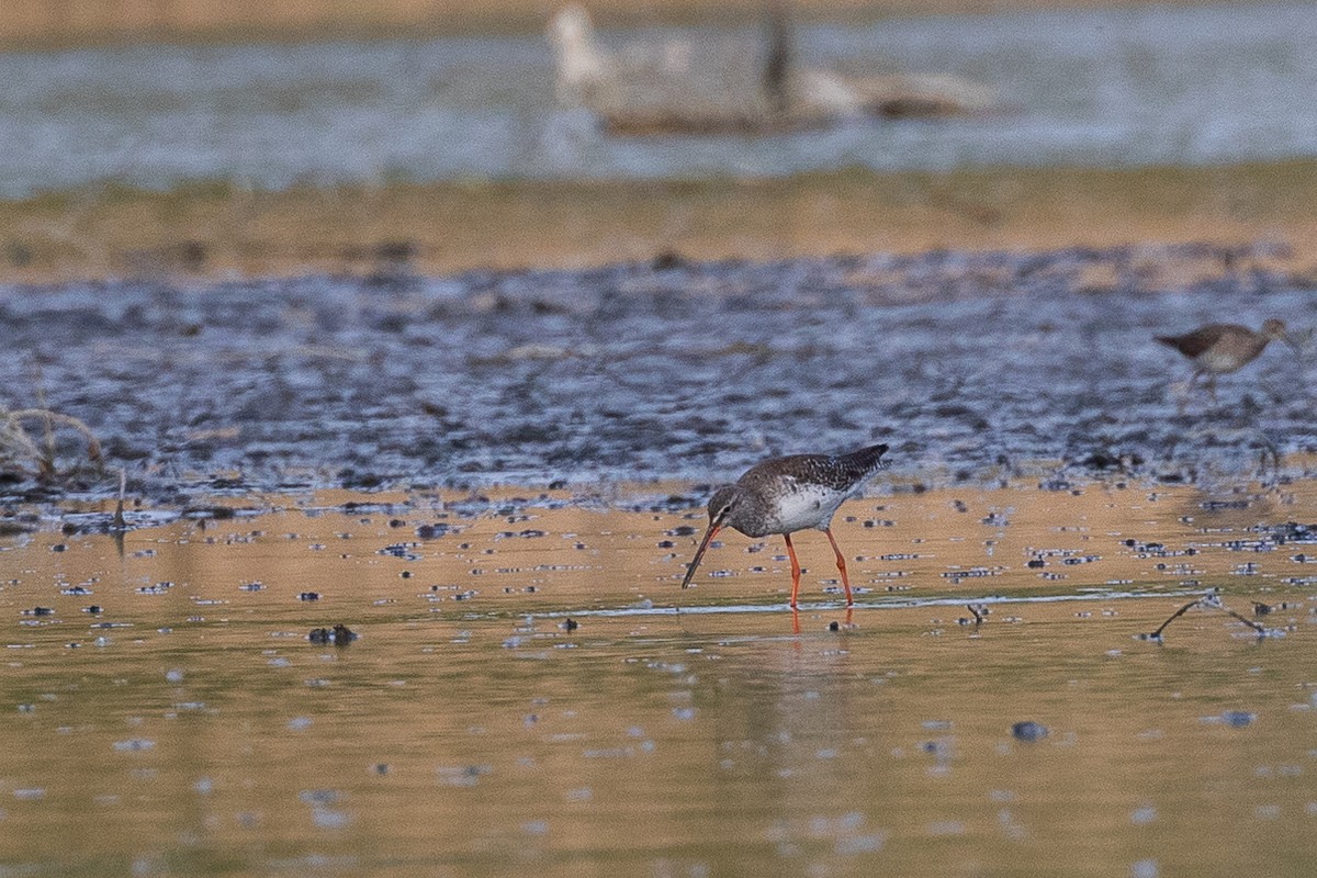 Spotted Redshank - ML224470051