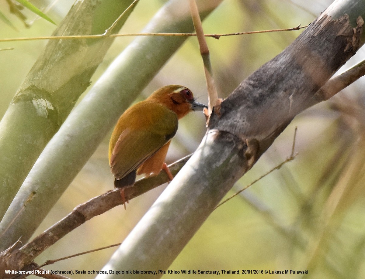 White-browed Piculet - ML224471131