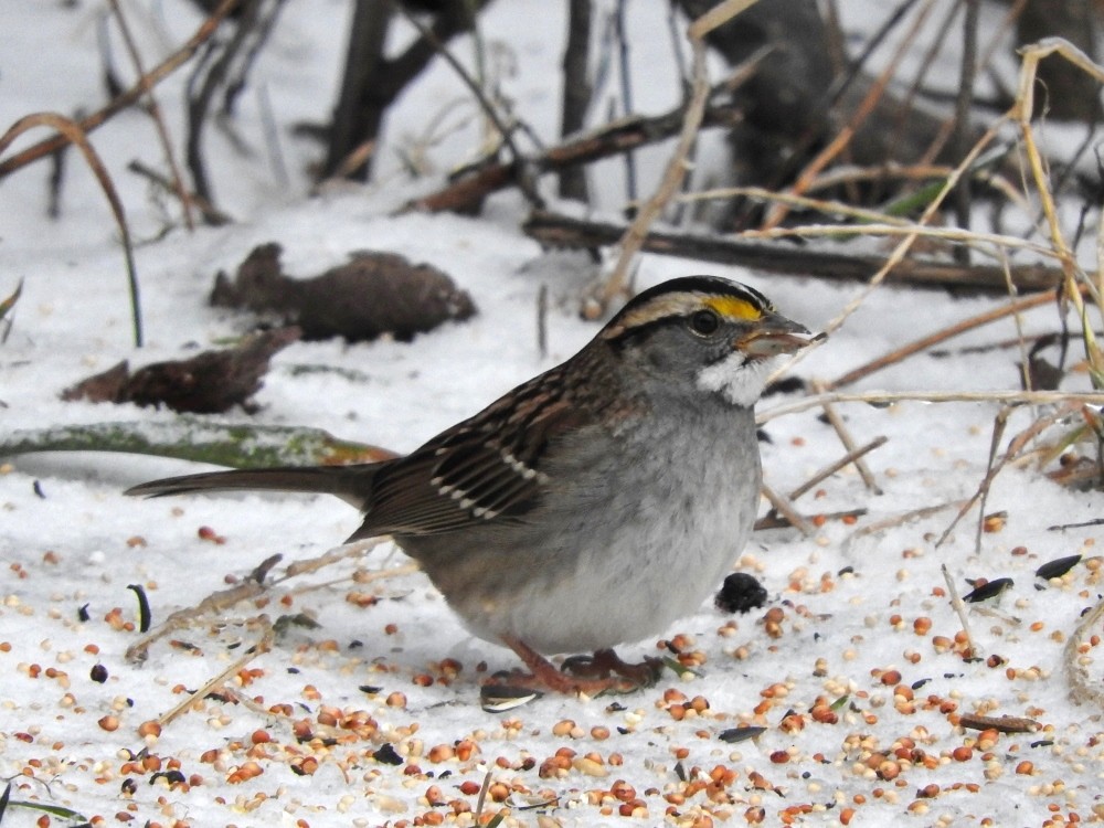 White-throated Sparrow - ML22447411