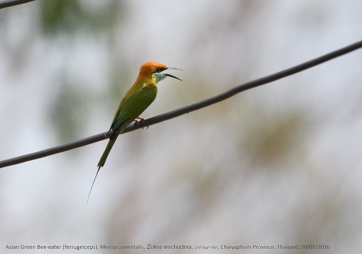 Asian Green Bee-eater - ML224474501