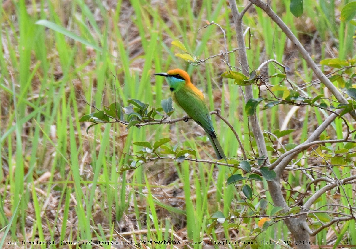 Asian Green Bee-eater - ML224475071