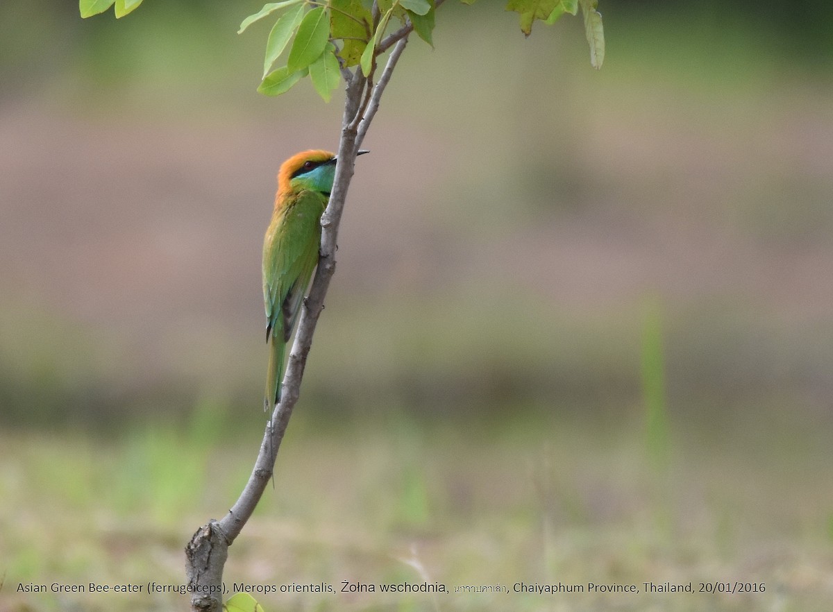 Asian Green Bee-eater - ML224475081