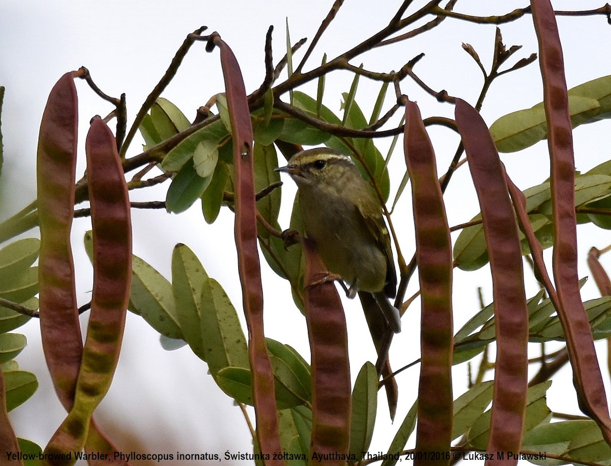 Yellow-browed Warbler - ML224475591
