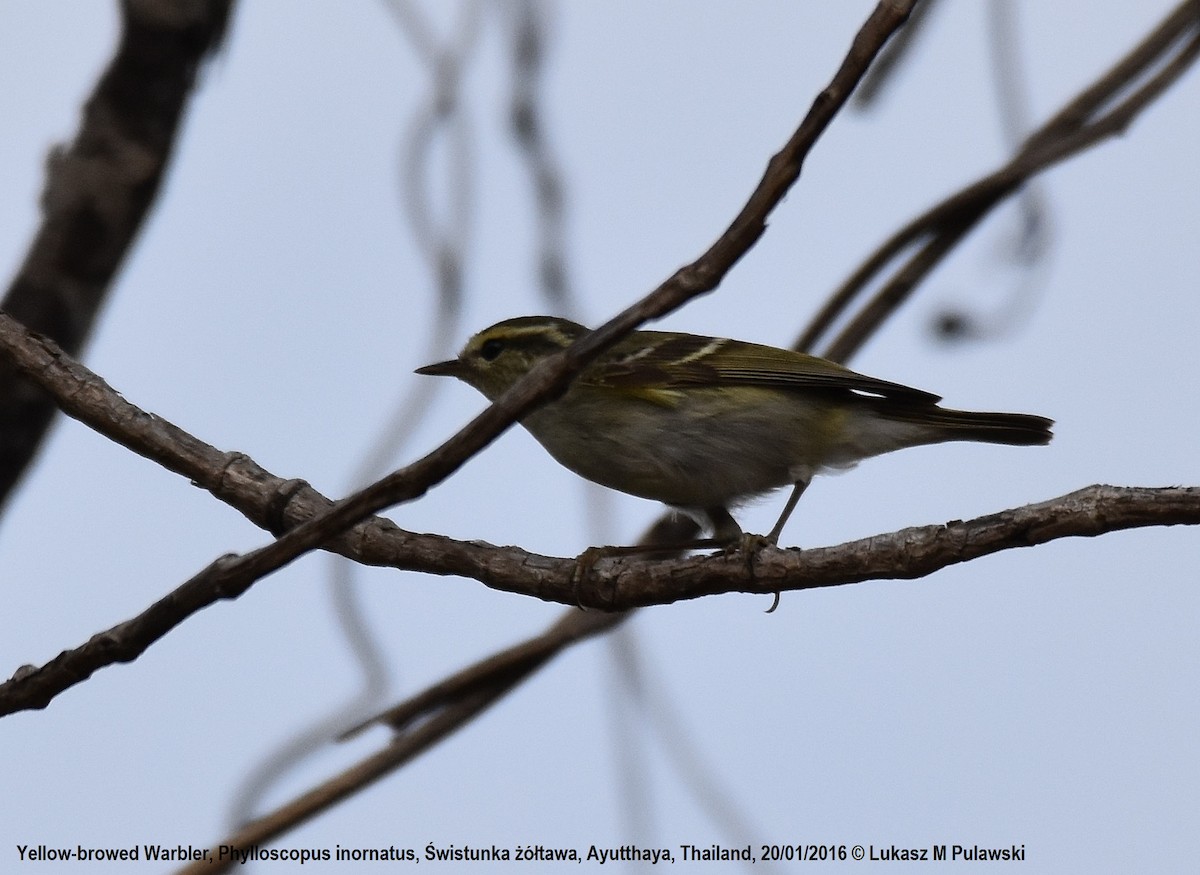 Yellow-browed Warbler - ML224475771