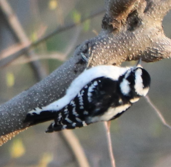 Downy Woodpecker - valerie heemstra