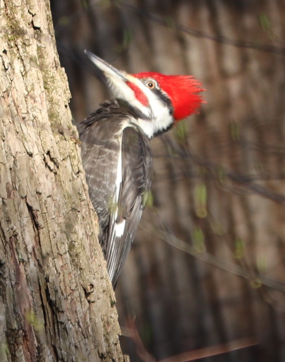 Pileated Woodpecker - ML224477231
