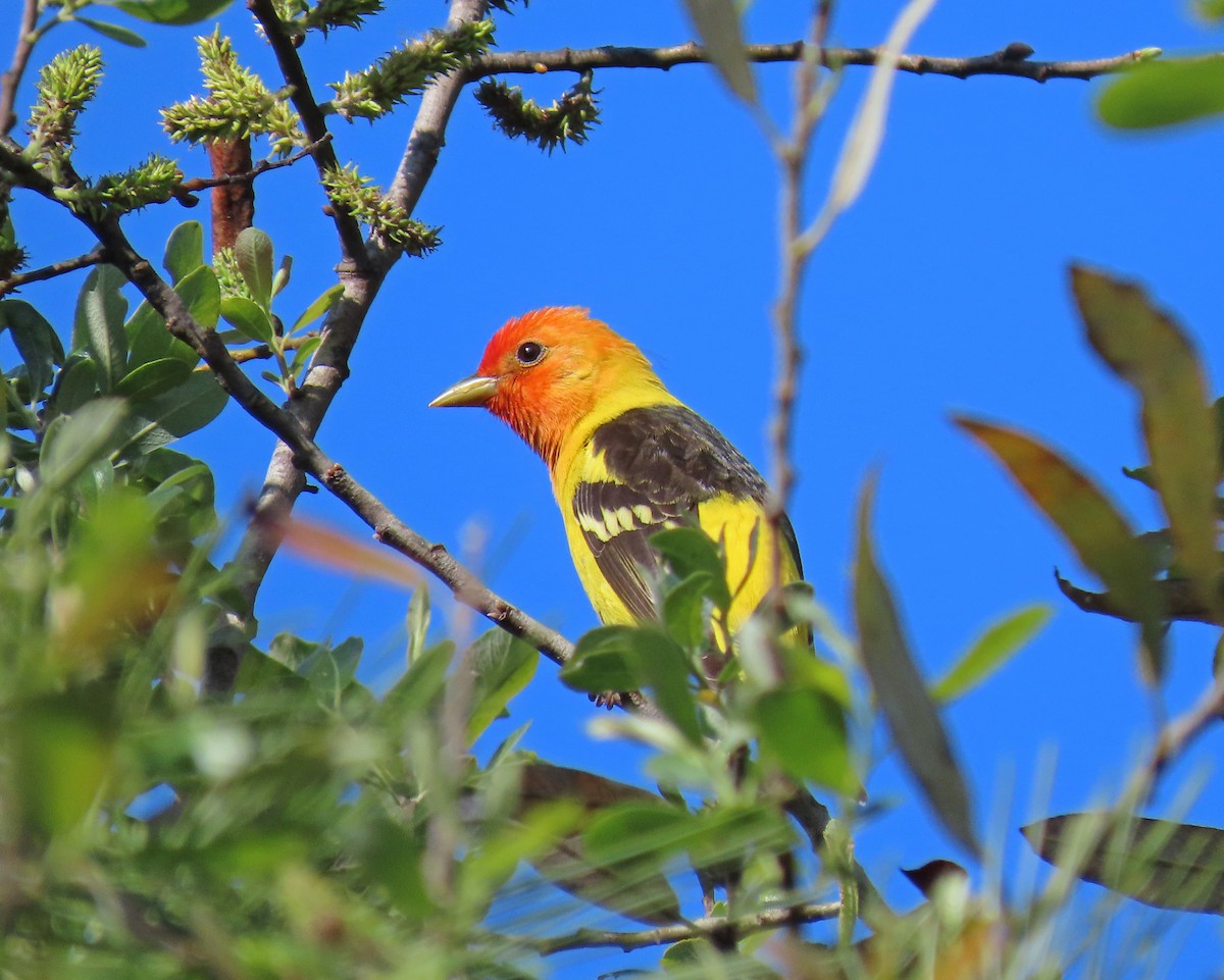 Western Tanager - Tom Edell