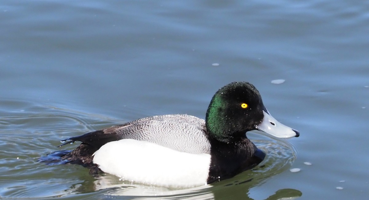 Greater Scaup - ML224483811