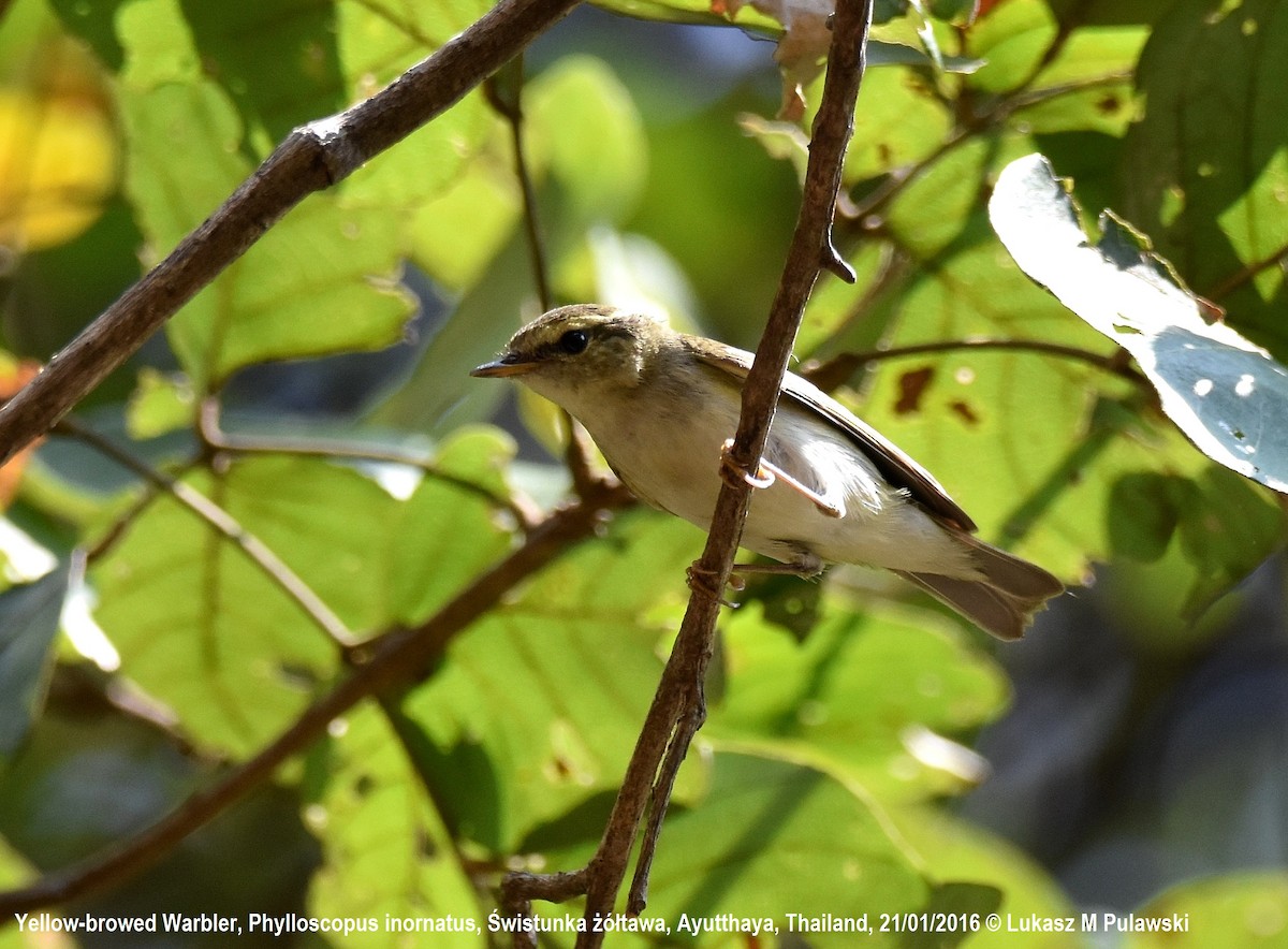 Yellow-browed Warbler - ML224485941