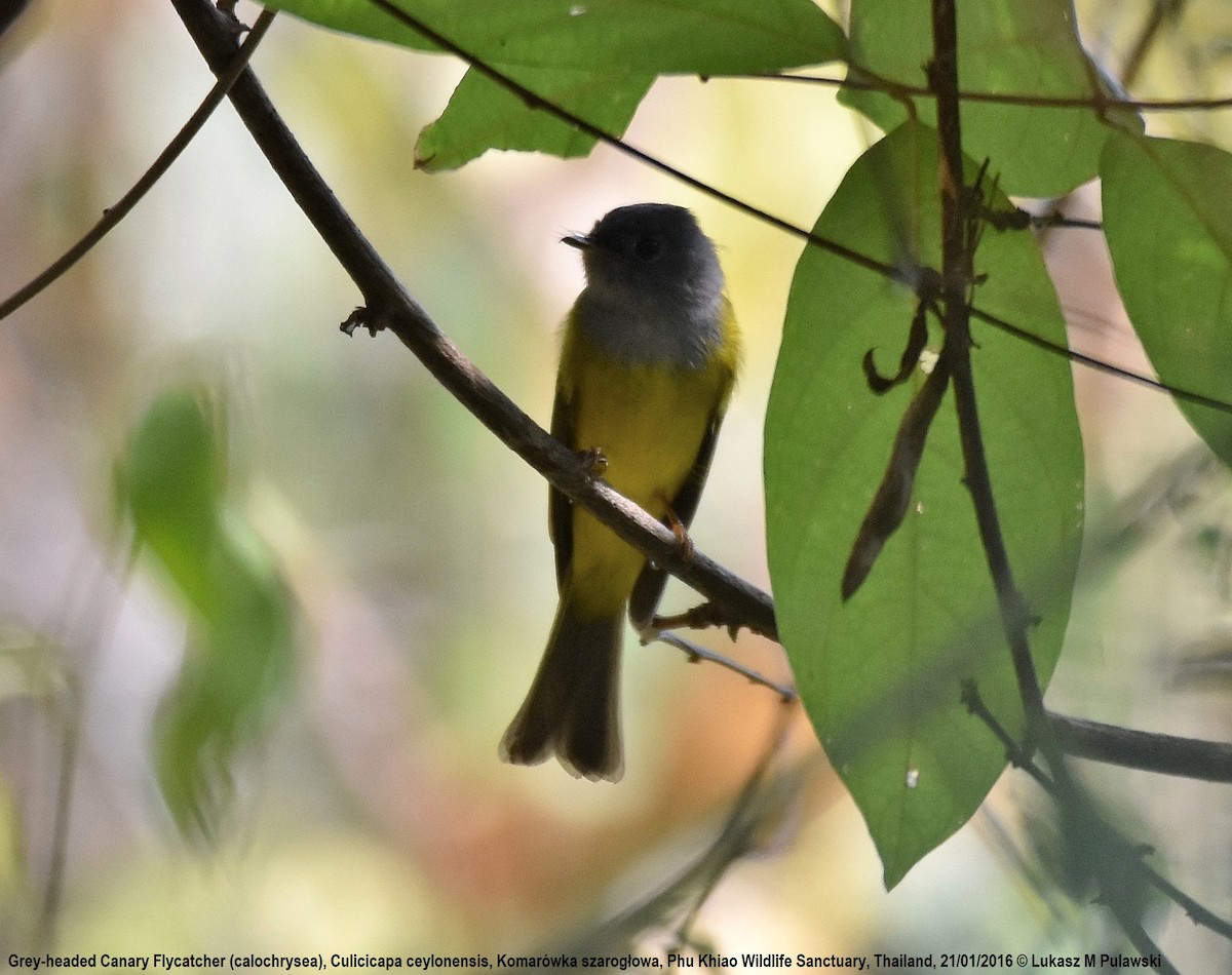 Gray-headed Canary-Flycatcher - ML224486201
