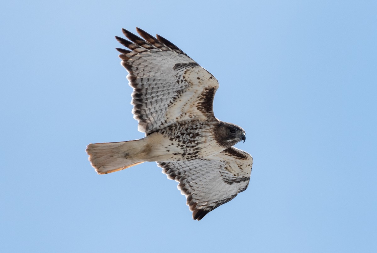 Red-tailed Hawk - Vincent Giroux