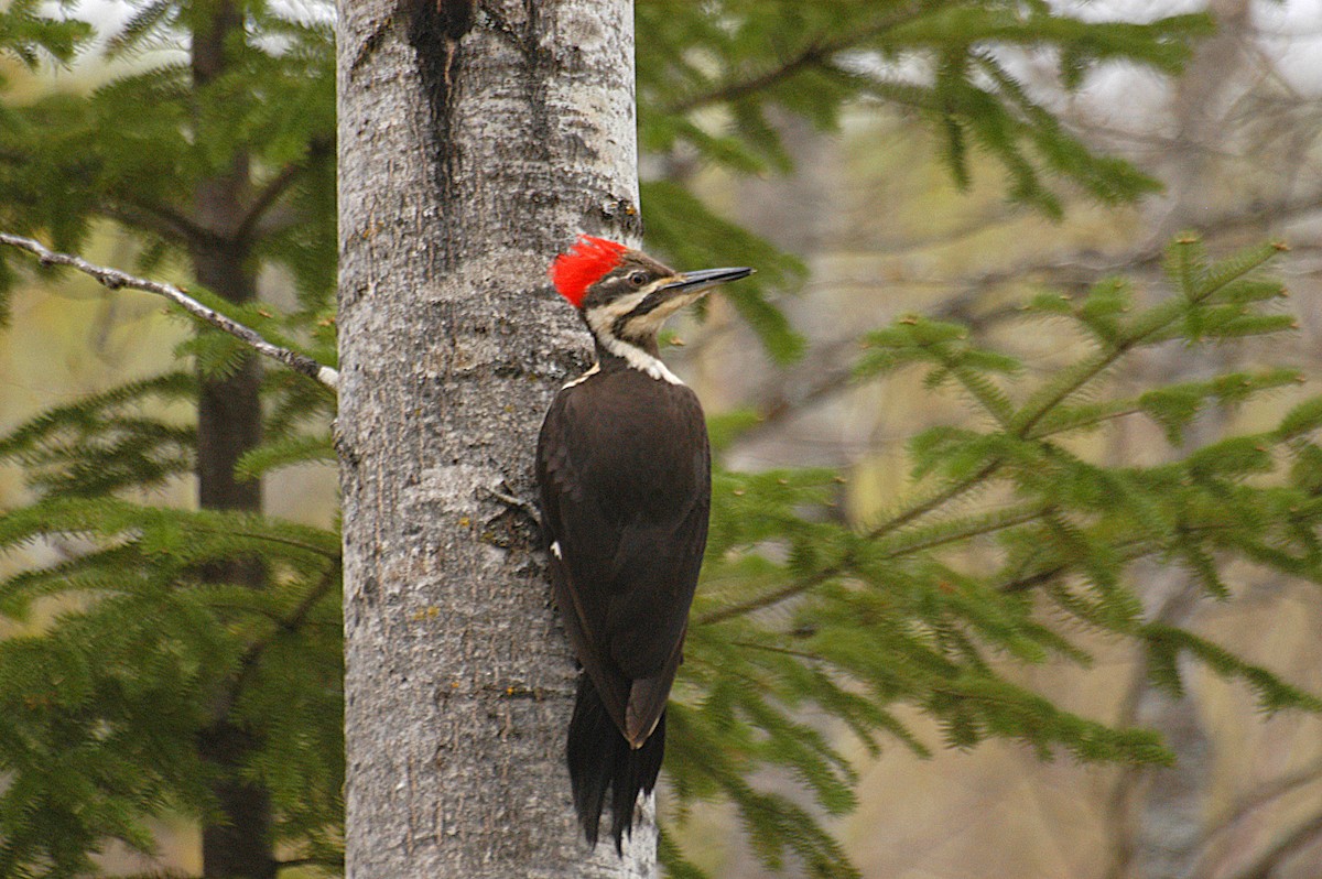 Pileated Woodpecker - ML22448661